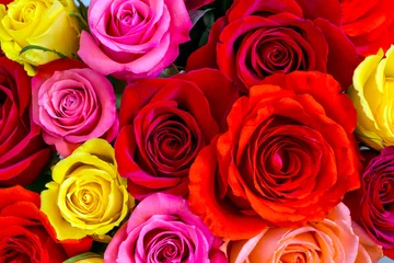 Printed roller blinds Roses Roses background