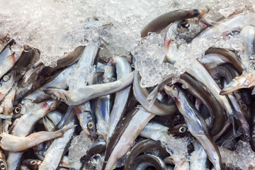 Fresh raw shishamo fish
