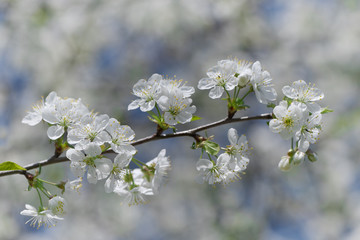 Cherry blossom branch