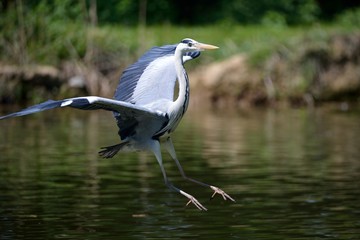 Airone in volo