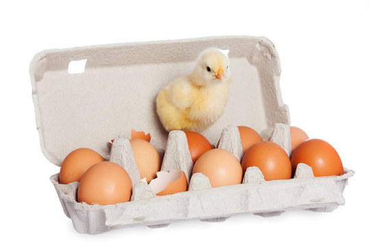Egg package with cute baby chick