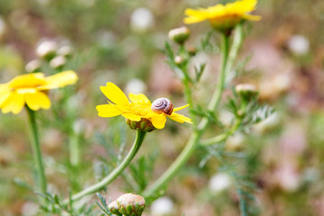 Yellow daisy and  snail on a flower.