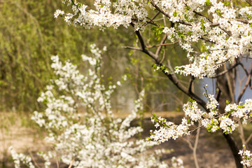 Sunny abstract green nature background, selective focus