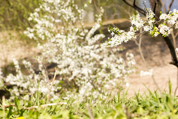 Sunny abstract green nature background, selective focus