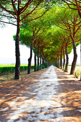 Fototapeta premium Canopy