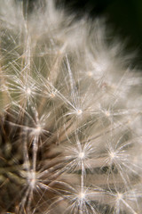 Close up dandelion's plumed head