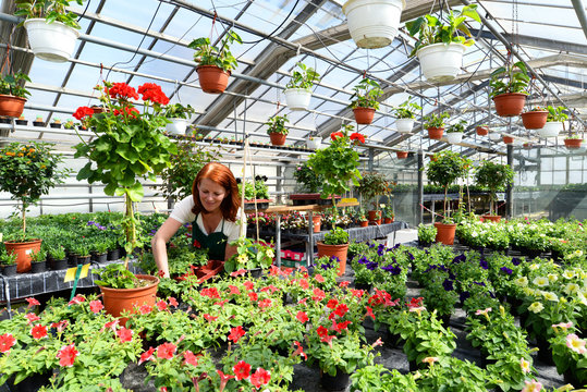 Gärtnerin arbeitet in einem Gewächshaus mit Zierpflanzen