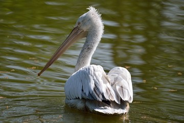 Pellicano riccio