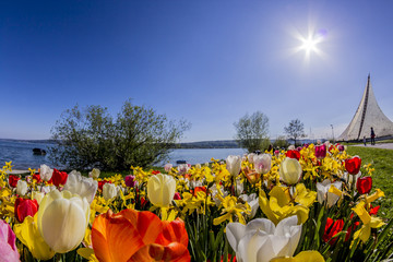 Tulpen und Konzertsegel in Radolfzell am Bodensee © Seegraphie