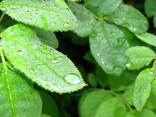 капли росы на листьях шиповника