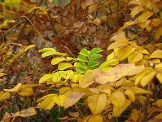 зеленая ветка в золотом