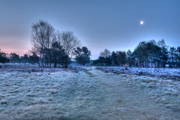 Fototapete Morgen auf der Veluwe-Heide © fotoroodpad