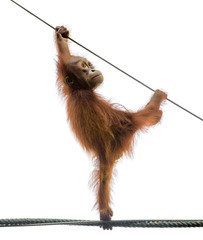 Baby orangutang in a funny pose © ChaoticDesignStudio