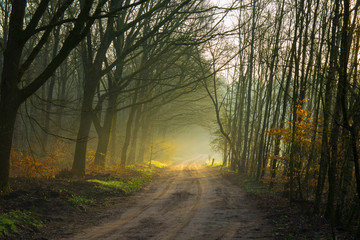 Fototapeta premium Ochtend op de veluwse heide 3
