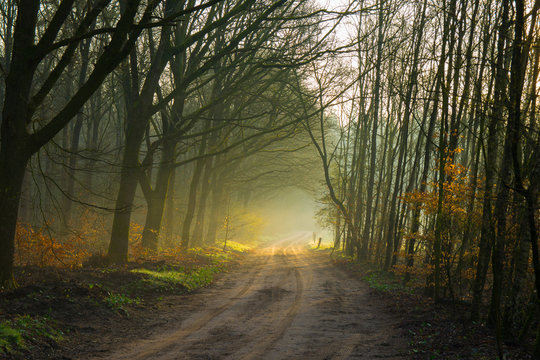 Fototapeta Ochtend op de veluwse heide 3