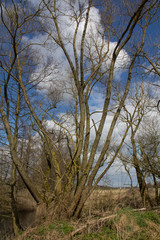 tree in spring