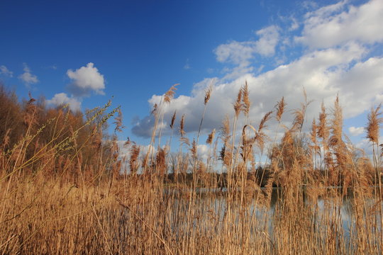 Schilf am Ufer eines Sees bei sonnigem Himmel