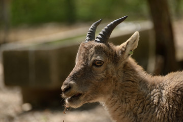 Alpine ibex