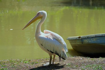 Pelican