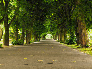 Obraz premium sidewalk walking pavement in park. nature landscape.