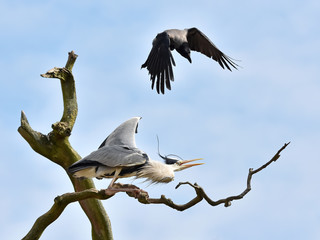 Fototapeta na wymiar Hooded Crow attacking a Grey Heron in a tree