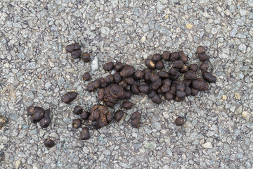 Fresh sheep droppings