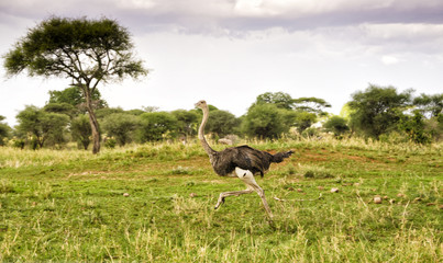 Running ostrich in Tarangiri park