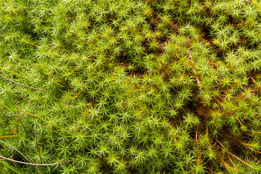 Star Moss, Tortula ruralis, green plants macro