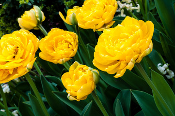 Gefüllte gelbe Tulpen 