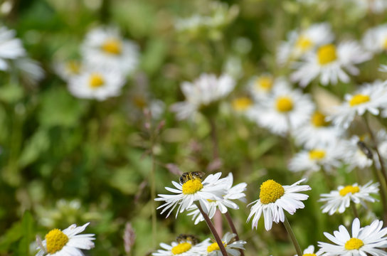 Chamomile and grass