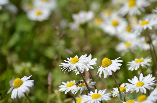 Chamomile and grass