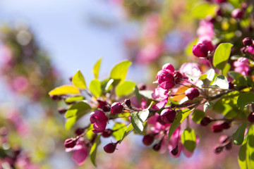 pink crabapple flower buds