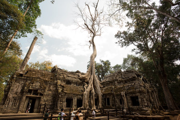 Obraz premium Ta Prohm tree over roof