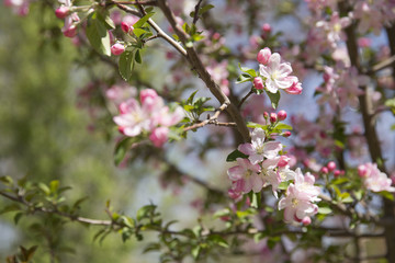 pink crabapple blossom
