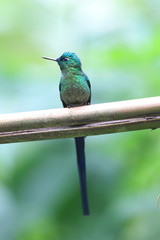 Long-tailed Sylph (Aglaiocercus kingi) in Ecuador