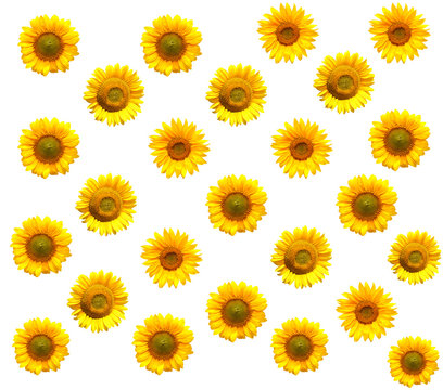 Sunflowers collection