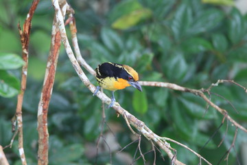 Gilded Barbet (Capito auratus) in Ecuador