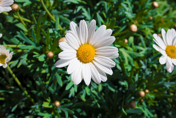Fototapeta premium Spring