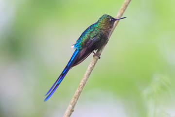Fototapeta premium Violet-tailed Sylph (Aglaiocercus coelestis) in Ecuador