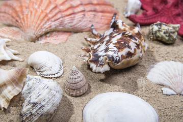 Lot of Sea shells and starfishes on sand as background