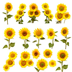 Fototapeta premium Sunflowers collection