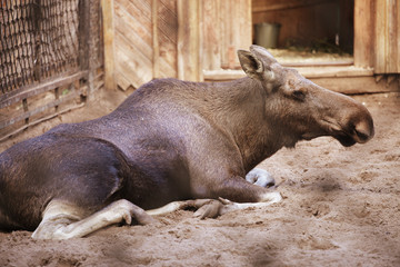 Fototapeta premium moose at the zoo