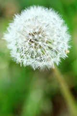 Fototapeta premium タンポポの綿毛