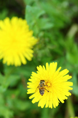 タンポポにミツバチ