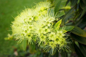 Golden penda flower (Xanthostemon chrysanthus).