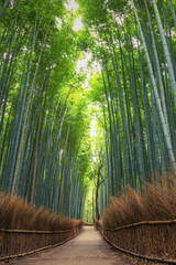 Naklejka premium Bambusowy las w Japonii, Arashiyama, Kioto