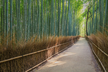 Bamboo Forest in Japan, Arashiyama, Kyoto © SANCHAI