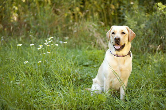 Yellow Lab