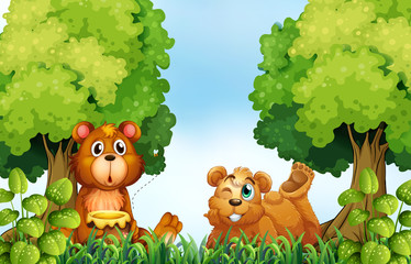 Bears and forest