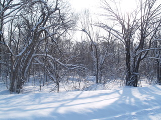 Obraz premium OLYMPUS DIGITAL CAMERA